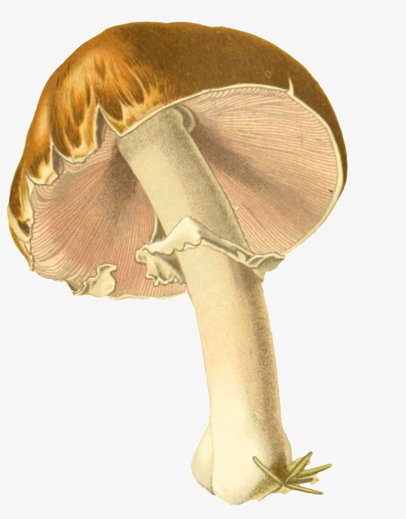 Paraguas Transparente Png Ornamentales Pintados A Mano, transparent png download