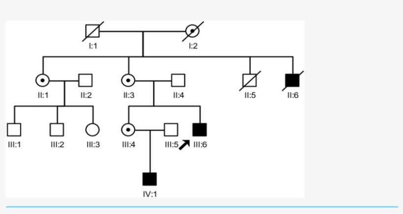 The Proband Was Indicated By The Arrow, transparent png download