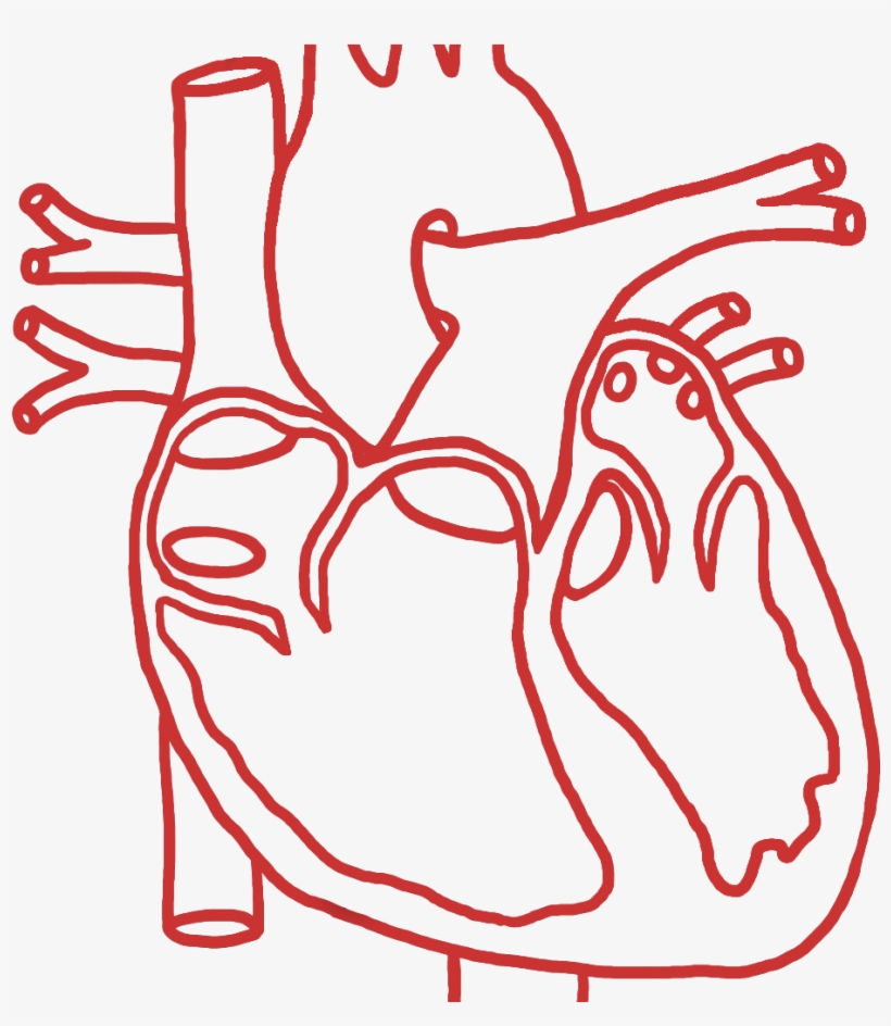 Structural Heart, transparent png download