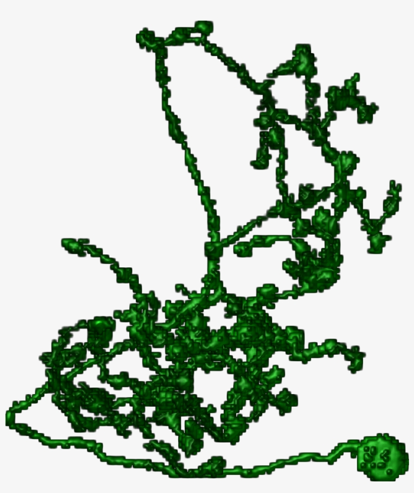 Neurons Png, transparent png download