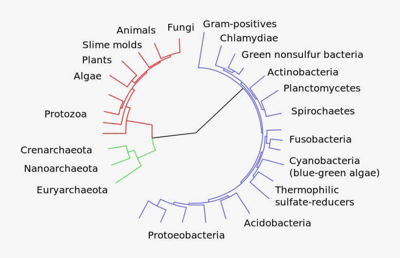 Image Courtesy Wikimedia Commons, transparent png download