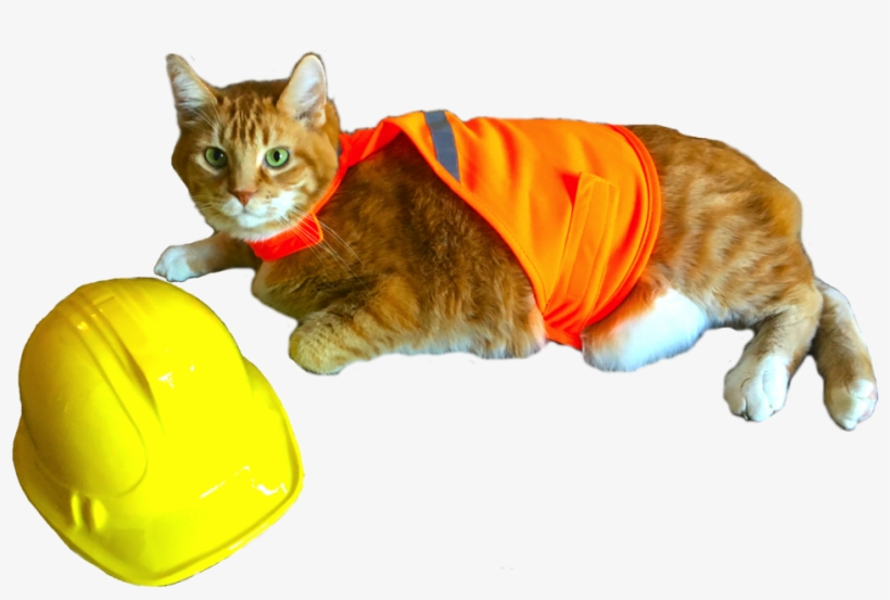 Safety Chase 01 - Tabby Cat, transparent png download