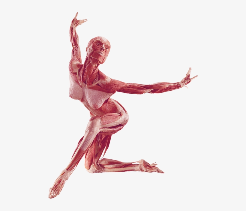 Dancer - Human Body Plastination, transparent png download