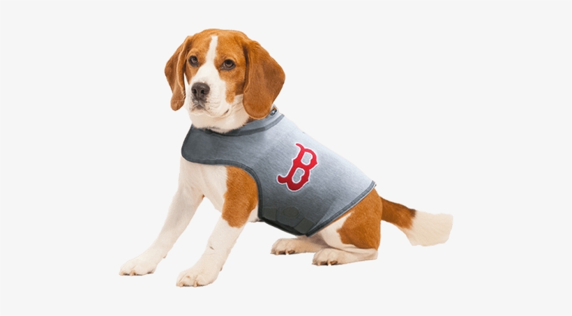 Boston Red Sox Dog Shirt - Thundershirt Dog, transparent png download