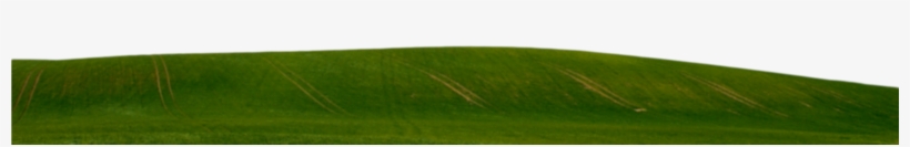 Green-grass - Grass, transparent png download