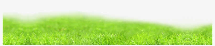 Productivity In Gap Regions - Grass, transparent png download