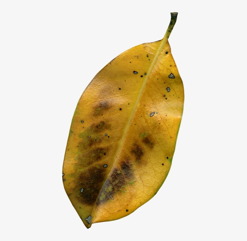 Magnolia Leaf, Fall, Autumn, Png, Dried, Flora, Leaf - Autumn, transparent png download