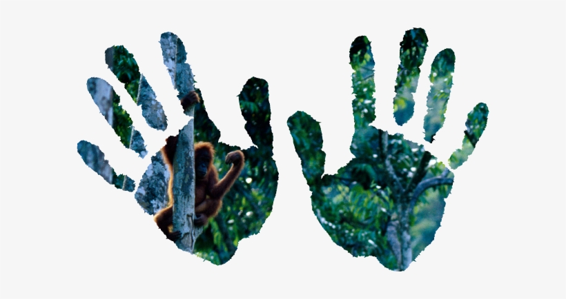 At Mr And Mrs Simons - American Lobster, transparent png download