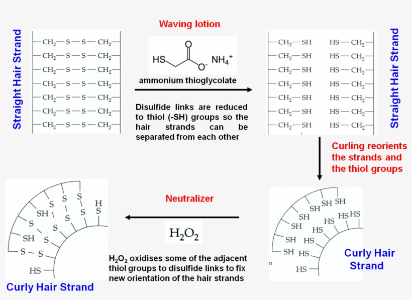 Effect Of Disulfide Bridges - Diagram, transparent png download