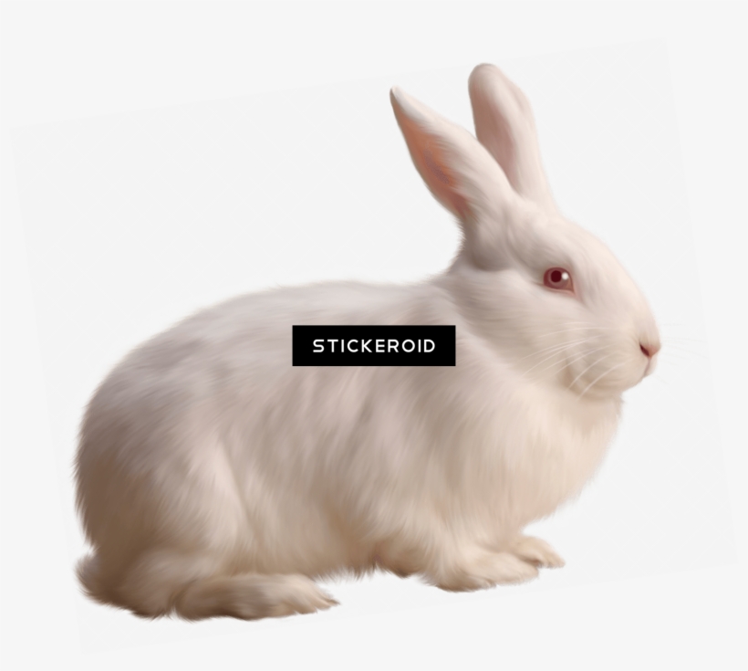 Rabbit Single White, transparent png download