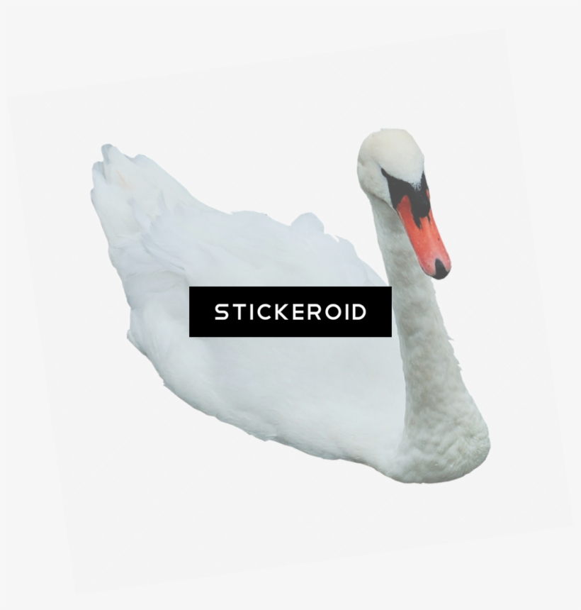 Swan, transparent png download