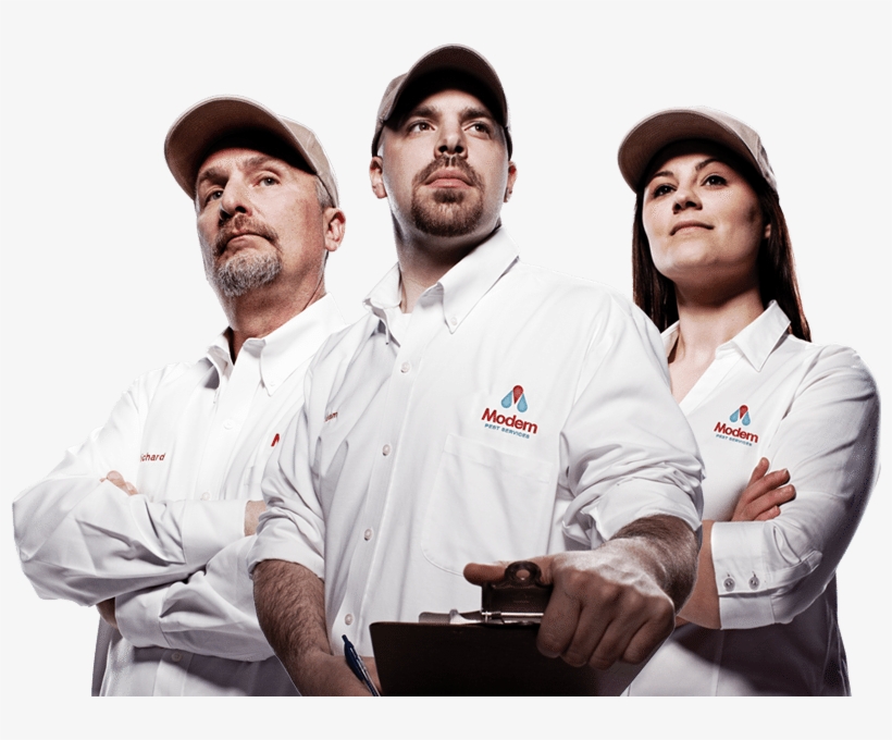 Stink Bug, transparent png download