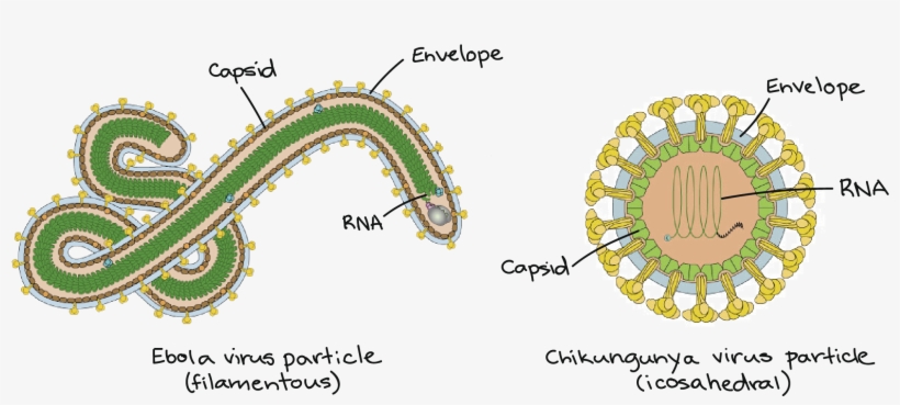 Image Modified From "ebolavirus" And "alphavirus,", transparent png download