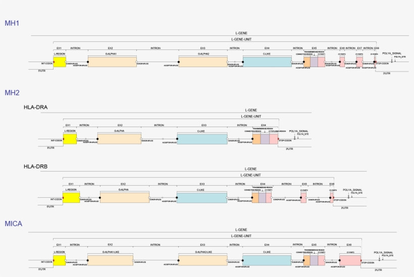 Prototypes, transparent png download