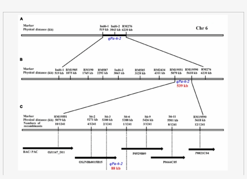 Genetic And Physical Maps Of The Qpa 6 2 Gene, transparent png download