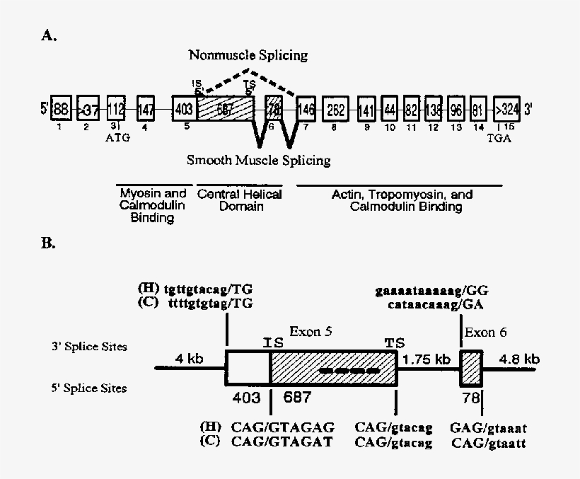 Caldesmon Protein Isoforms Are Generated Via The Alternative, transparent png download