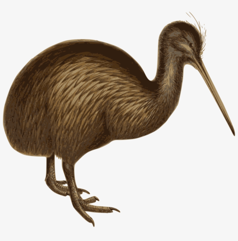 Emu Bird Common Ostrich Southern Brown Kiwi Cuckoo, transparent png download