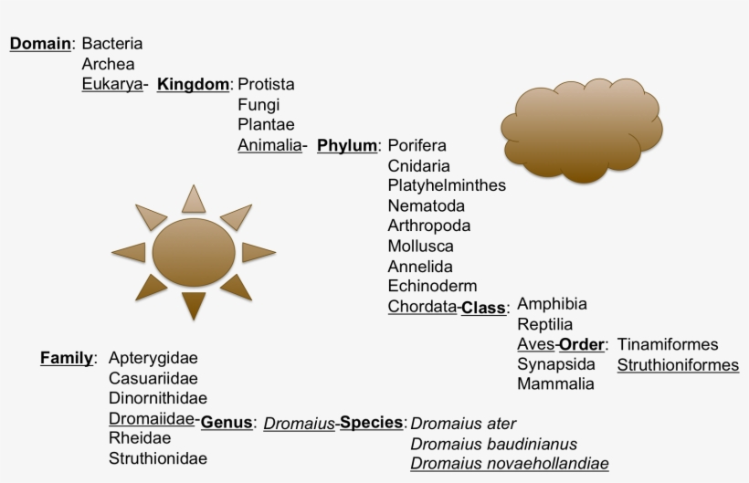 This Shows Where The Emus Fit In The Group Of Ratites, transparent png download