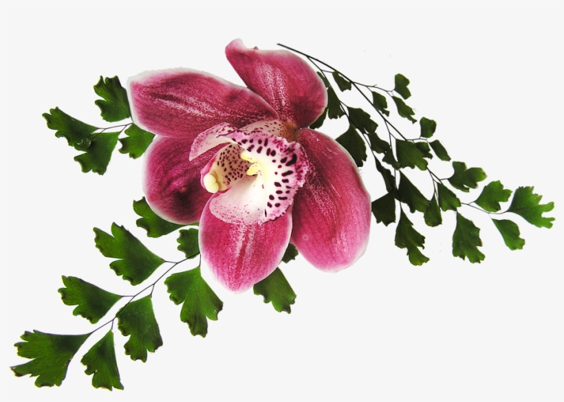 Orchid, Pink, With Fern, transparent png download