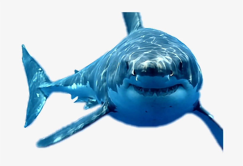 Report Abuse, transparent png download
