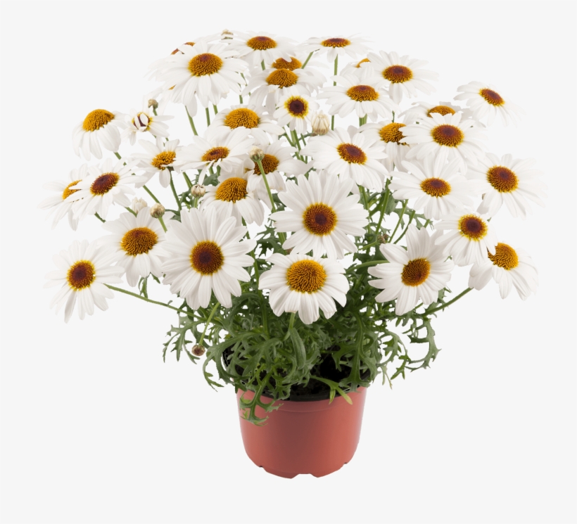 Click, transparent png download