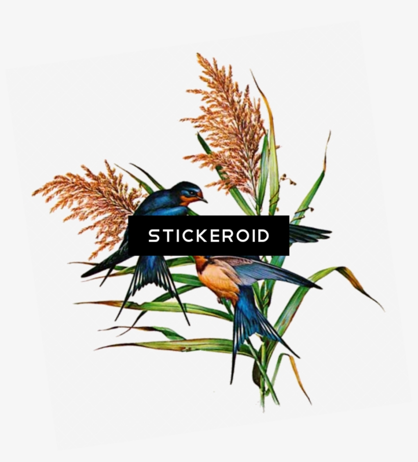 Barn Swallow Birds, transparent png download