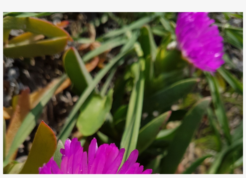 Colour Challenge Saturday Indigo, transparent png download