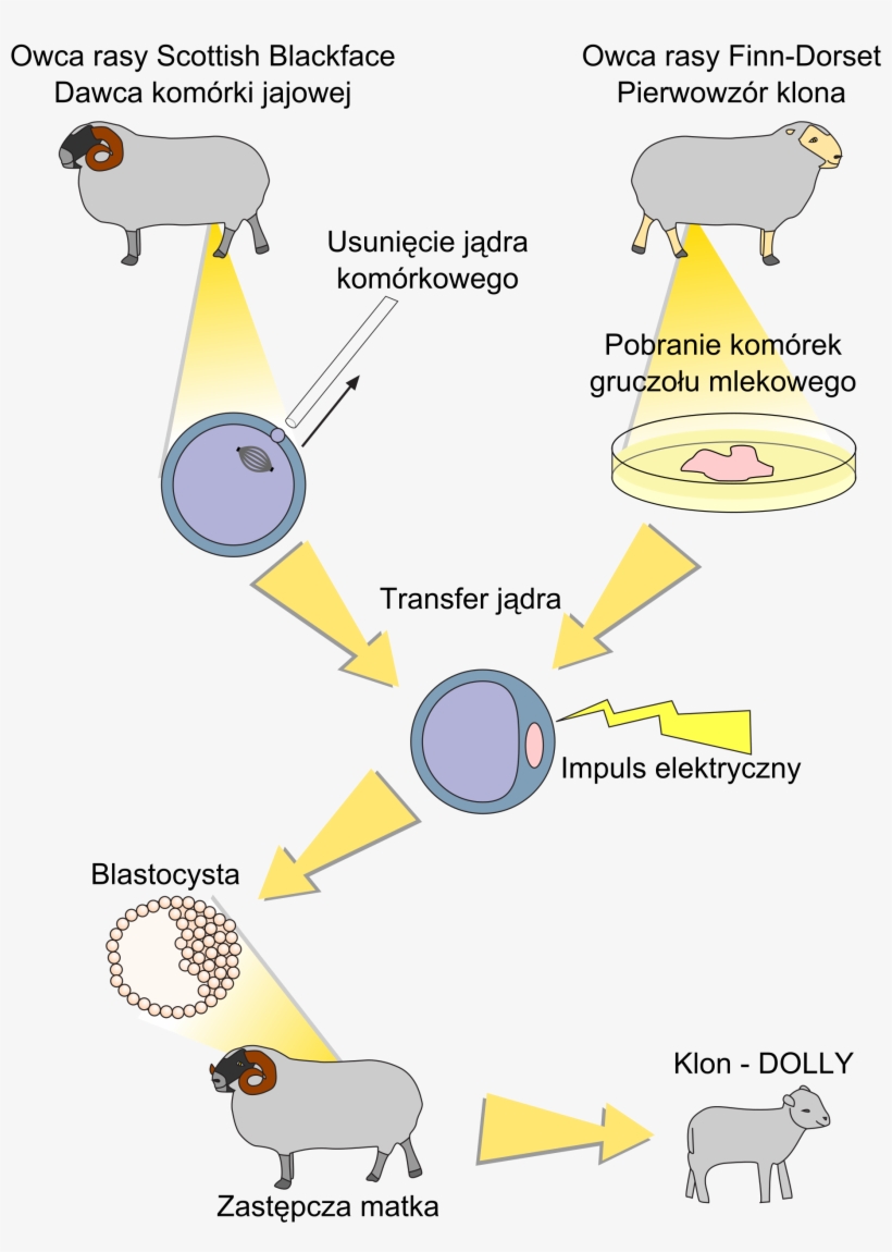Open, transparent png download