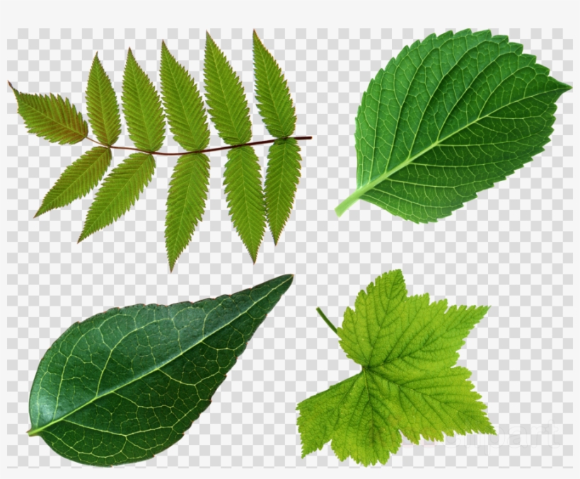 Leaf Png Clipart Clip Art, transparent png download