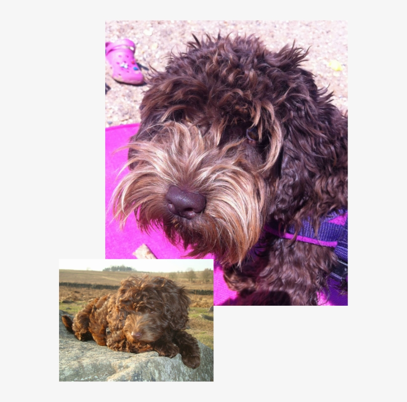 Maltese Clipart Maltipoo, transparent png download