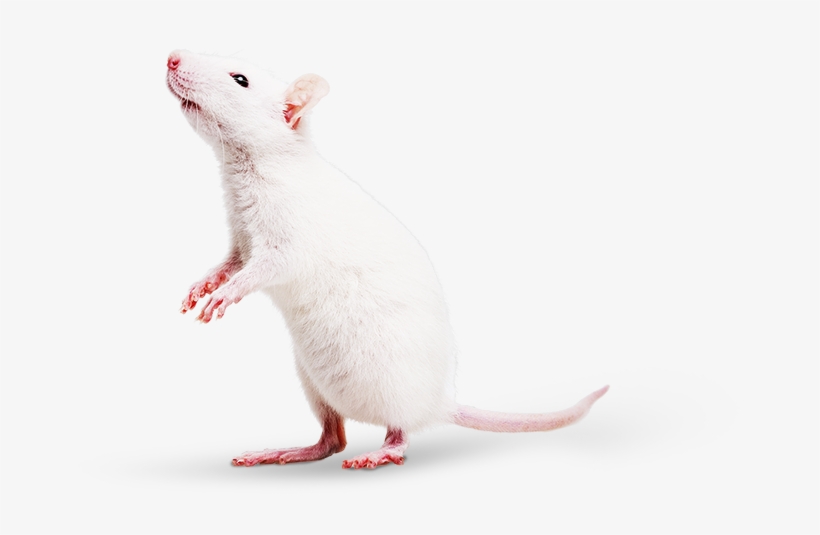 Mouse, transparent png download