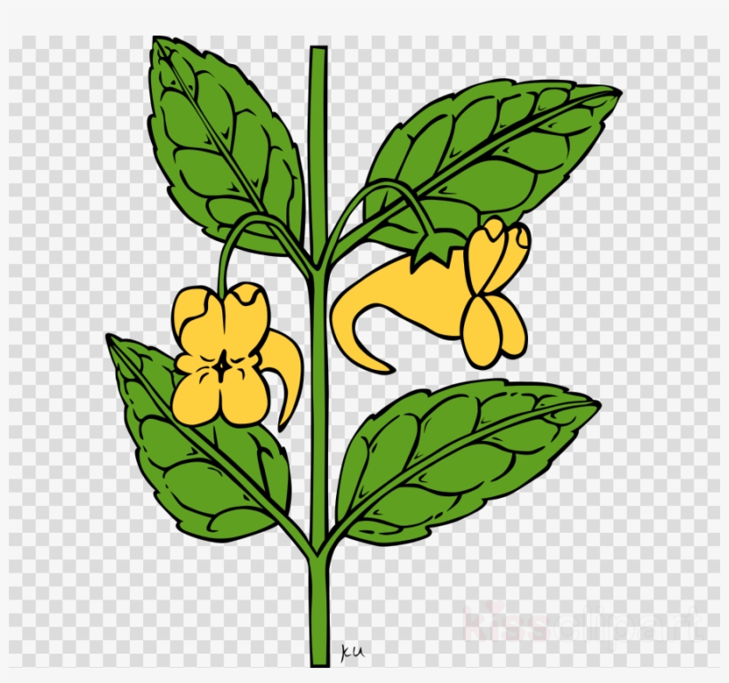 Outline Of A Flower Clipart Floral Ornament Cd-rom, transparent png download