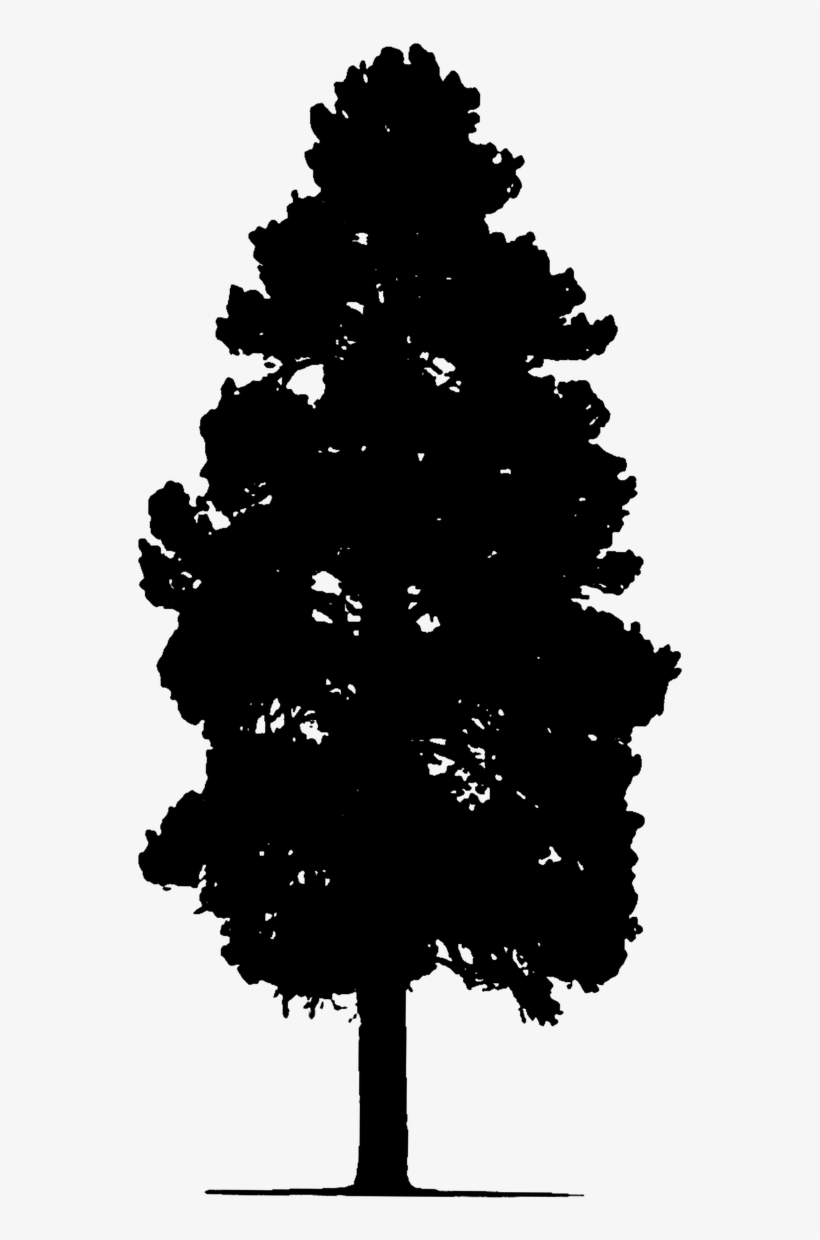 Pine Tree Tree Silhouette, transparent png download