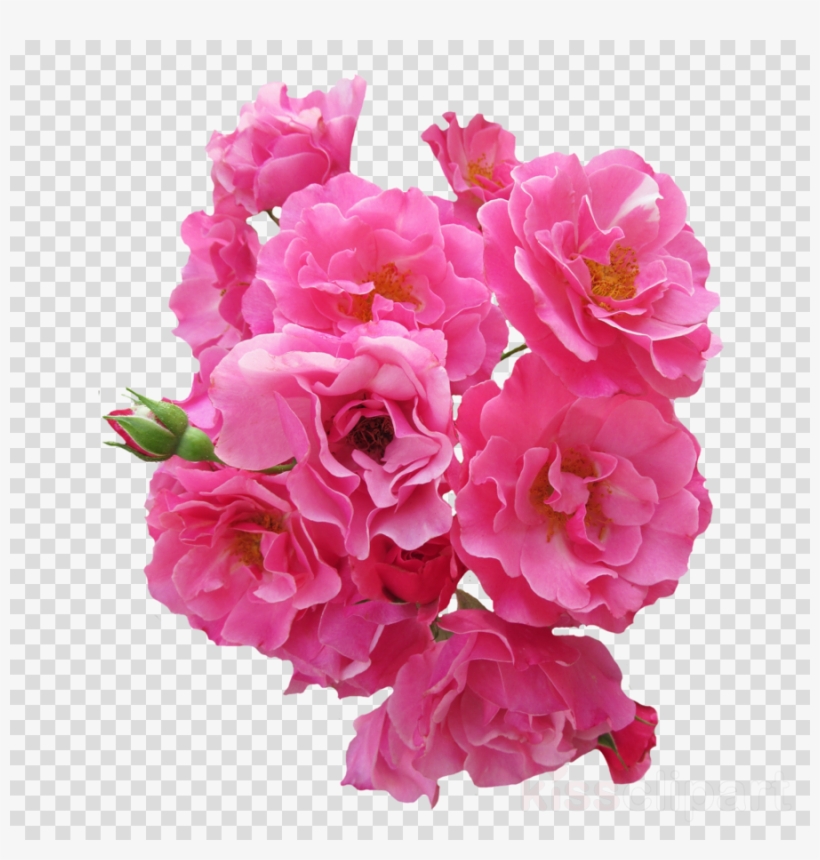 Pink Flowers Png Clipart Still Life, transparent png download