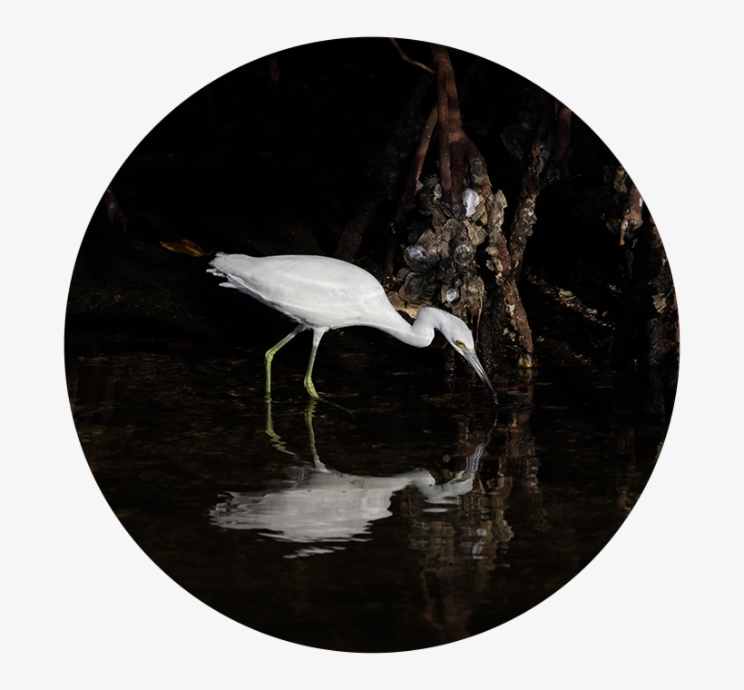 Coastal Development, Commercial Fishing And Aquaculture, transparent png download