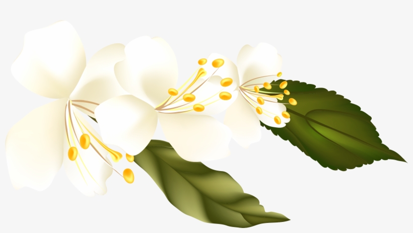 Branch Clipart Png, transparent png download