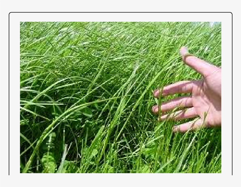 Summer Grassland Scene, transparent png download