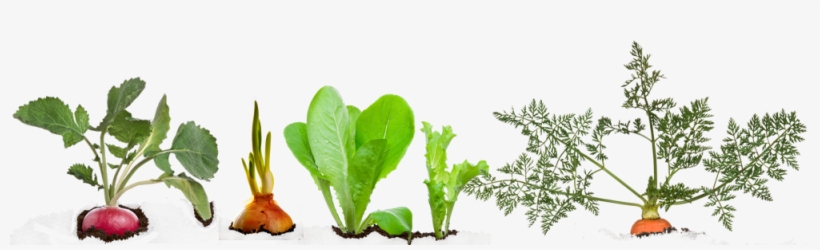 Vegetable Plant Png - Chard, transparent png download