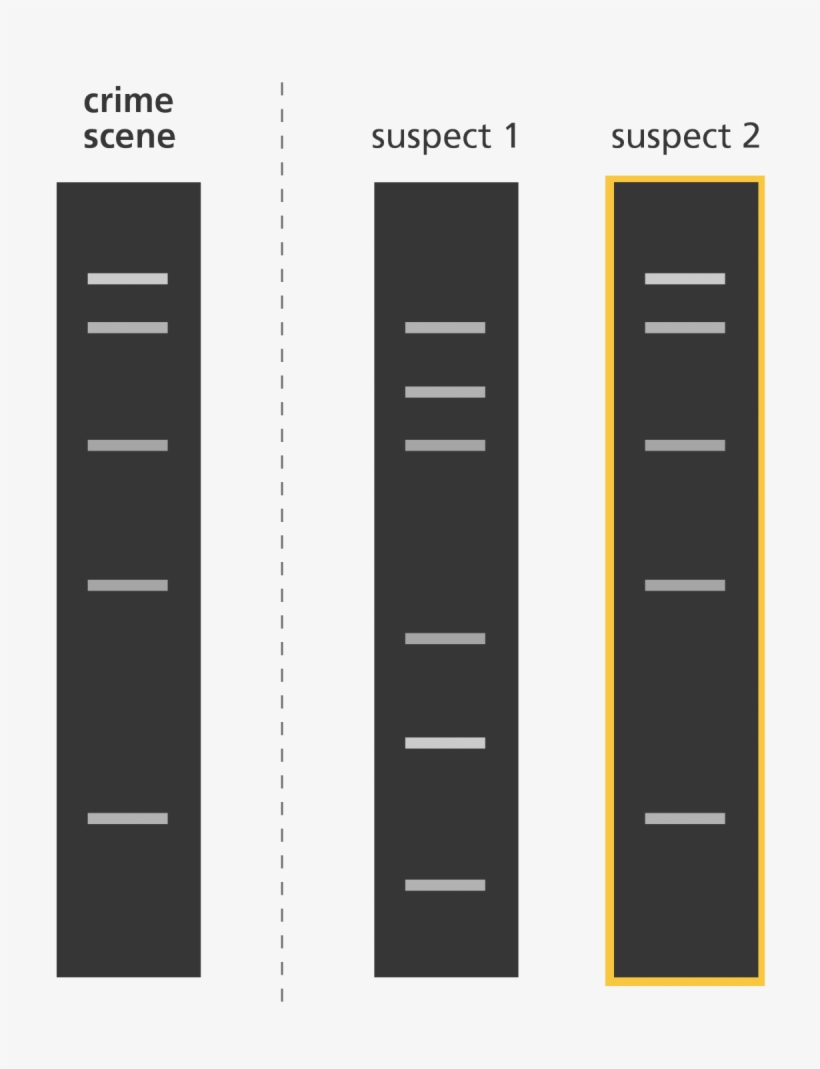 Illustration - Dna Fingerprinting Png, transparent png download