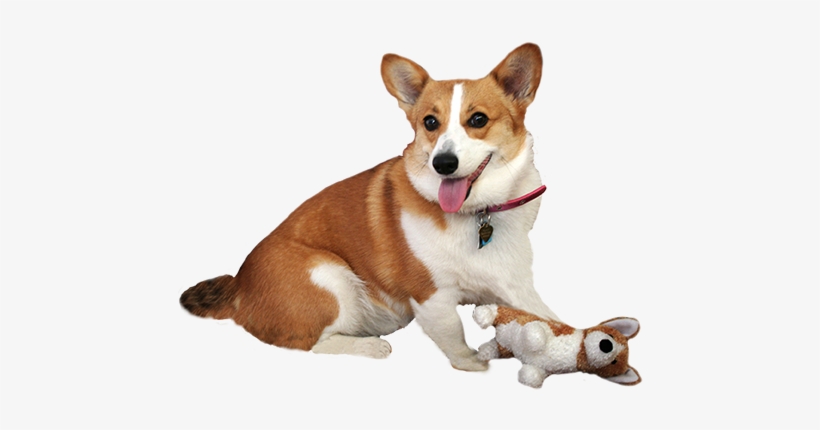 Corgie With Dog Doll - Dog Illustration Transparent, transparent png download
