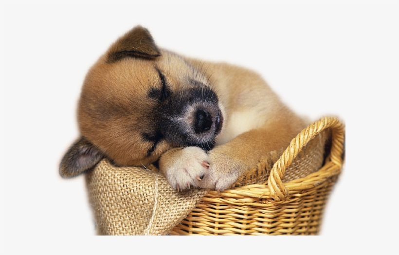 Cute Puppy For Free Download On Mbtskoudsalg Png Mbtskoudsalg - Free Clip Art Puppies, transparent png download