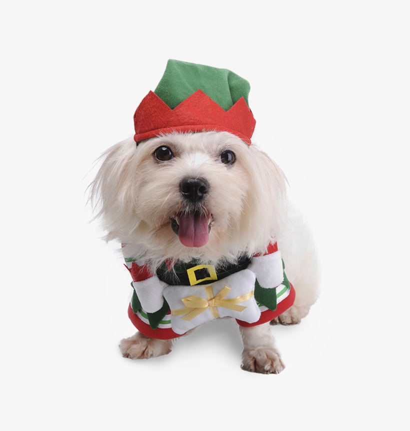 Cute Pet Dog Cat Clothes Christmas Fancy Costume Funny - Dog, transparent png download