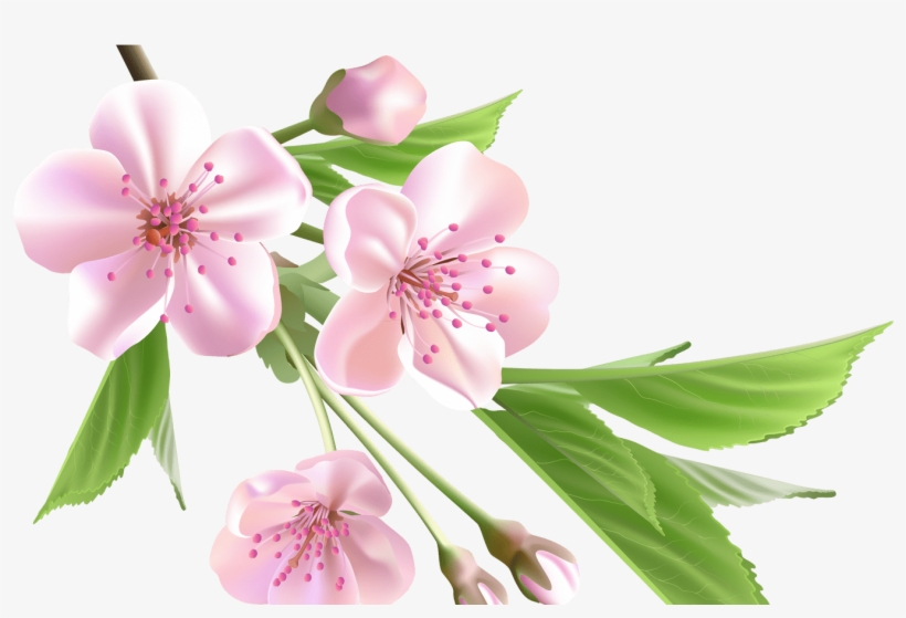 Sakura Flower Drawing Clip Art Library - Tree Pink Png, transparent png download