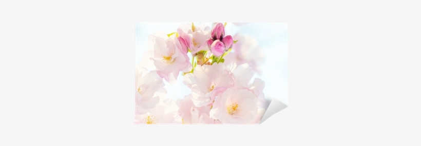 Rosa Rubiginosa, transparent png download