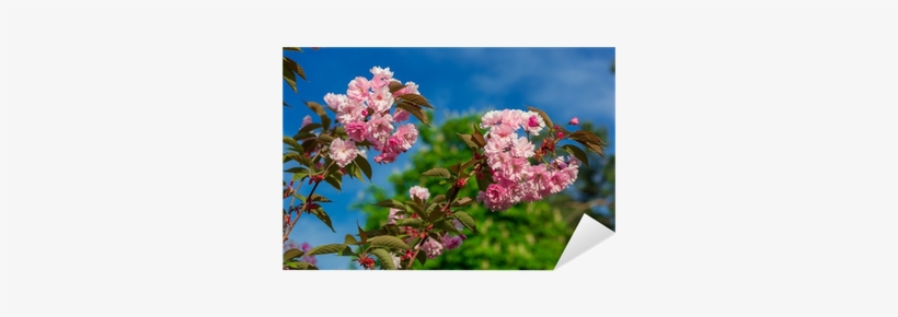 Beautiful Cherry Blossom , Pink Sakura Flower Sticker - Cherry Blossom, transparent png download