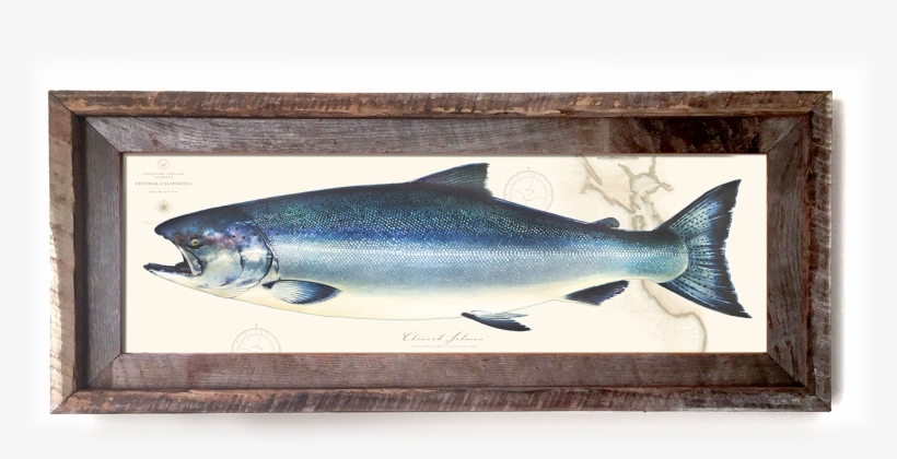 Bluegill Drawing Watercolor Picture Free Download - San Francisco, transparent png download