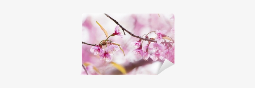 Cherry Blossom, transparent png download
