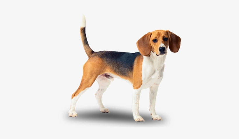 Poster: Dlillc's Beagle, 61x46in., transparent png download