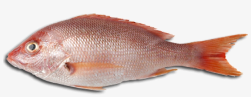 And Png Transparent Images Pluspng Free - Fish Meat Png, transparent png download