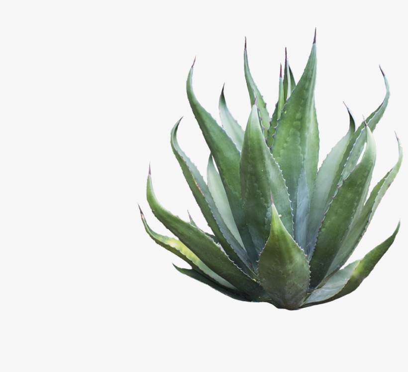 Rough Agave - Agave Azul, transparent png download